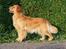 Golden retriever Leongolden Cha Cha Cha - CHA CHA 26 måneder gammel

30.07.12