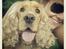 Cocker spaniel Stella