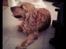 Cocker spaniel Stella - 05/08 - 2012: Vi nåede ikke helt hjem inden det begyndte at regne :(
