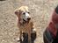 Labrador retriever King