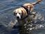 Labrador retriever King