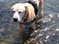 Labrador retriever King