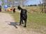 Labrador retriever Joe
