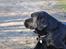 Labrador retriever Joe