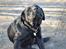 Labrador retriever Joe