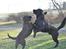 Labrador retriever Joe