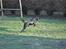 Labrador retriever Joe