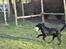 Labrador retriever Joe