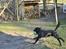 Labrador retriever Joe