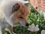 Blanding af racer Gaia - De dejlige blomster i haven dufter dejligt!