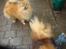 Pomeranian Mulle - dejlige lille....HHHHmmmm... Mulle nu er hun 11 mdr 