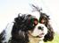 Cavalier king charles spaniel Bergkamp - Himmelhund - Mit navn er Bergkamp. Og jeg er opkaldt efter, en nu pensioneret fodboldspiller, fra Arsenal, Dennis Bergkamp.