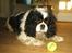Cavalier king charles spaniel Bergkamp - Himmelhund - Bitte små bolde er bare bare noget af det bedste jeg ved!