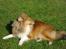 Shetland sheepdog Watson *Firehøje's Fancy Twix* - Jeg er tit ude i haven og nyde livet. 