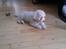 Coton de tulear Sisses Cindy