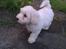 Coton de tulear Sisses Cindy