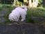 Coton de tulear Sisses Cindy