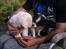 Coton de tulear Sisses Cindy