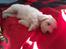 Coton de tulear Sisses Cindy