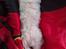 Coton de tulear Sisses Cindy