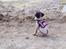 Mops Lara