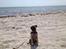 Mops Lara - Det er skønt at være på stranden! og jeg ELSKER at bade