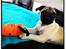 Mops Lara