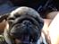 Mops Lara - Heeej heeej :)