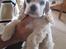 Amerikansk cocker spaniel Milo - 3 dage inden man bliver hentet hjem. Man er blevet en stor hund efterhånden.