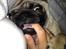 Mops Lara