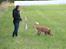 Nova scotia duck tolling retriever Redborn first Contact (Dixie) [Himmelhund] - Sportræning (8½ måned)
