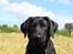 Labrador retriever Anton - Charmetrold! <3
08/09-2012.