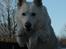 Hvid Schweizisk Hyrdehund Baldo *R.I.P. 02.03.2012 ;(*