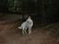 Hvid Schweizisk Hyrdehund Baldo *R.I.P. 02.03.2012 ;(*