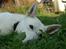 Hvid Schweizisk Hyrdehund Baldo *R.I.P. 02.03.2012 ;(*