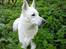 Hvid Schweizisk Hyrdehund Baldo *R.I.P. 02.03.2012 ;(*