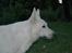 Hvid Schweizisk Hyrdehund Baldo *R.I.P. 02.03.2012 ;(*