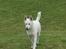 Hvid Schweizisk Hyrdehund Baldo *R.I.P. 02.03.2012 ;(*