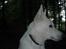 Hvid Schweizisk Hyrdehund Baldo *R.I.P. 02.03.2012 ;(*