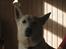 Hvid Schweizisk Hyrdehund Baldo *R.I.P. 02.03.2012 ;(*