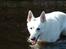 Hvid Schweizisk Hyrdehund Baldo *R.I.P. 02.03.2012 ;(*