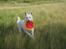 Hvid Schweizisk Hyrdehund Baldo *R.I.P. 02.03.2012 ;(*