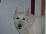 Hvid Schweizisk Hyrdehund Baldo *R.I.P. 02.03.2012 ;(*