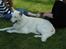 Hvid Schweizisk Hyrdehund Baldo *R.I.P. 02.03.2012 ;(*