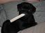 Mops Charlie