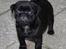Mops Charlie