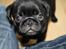 Mops Charlie