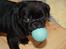 Mops Charlie