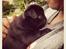 Mops Charlie
