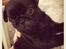 Mops Charlie